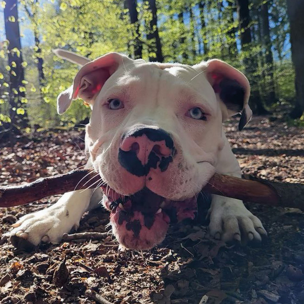 Hier sehen Sie den Hund von dem Inhaber Jan Lange